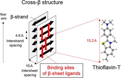 Imaging Protein Misfolding in the Brain Using β-Sheet Ligands